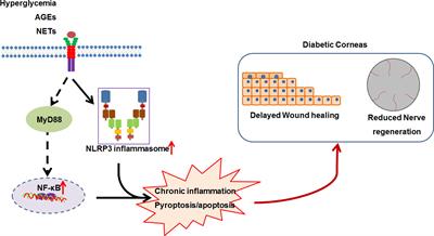 Mechanistic investigations of diabetic ocular surface diseases